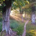 Letošní Alej roku je v Pardubickém kraji. Z jižních Čech je třetí nejkrásnější fotografie Hraběcí aleje v Plané nad Lužnicí