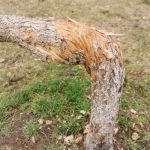 Dětem zbyly oči pro pláč, vandal v Písku zničil strom, který vysadily