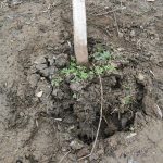 Řádění vandalů v Písku pokračuje, poškodili další tři stromy v Lipové aleji