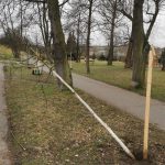 Řádění vandalů v Písku pokračuje, poškodili další tři stromy v Lipové aleji