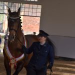 Chovatelská přehlídka přilákala do Zemského hřebčince v Písku stovky lidí