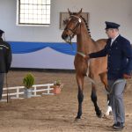 Chovatelská přehlídka přilákala do Zemského hřebčince v Písku stovky lidí
