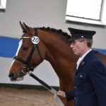 Chovatelská přehlídka přilákala do Zemského hřebčince v Písku stovky lidí