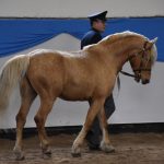 Chovatelská přehlídka přilákala do Zemského hřebčince v Písku stovky lidí