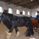 Chovatelská přehlídka přilákala do Zemského hřebčince v Písku stovky lidí