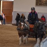 Chovatelská přehlídka přilákala do Zemského hřebčince v Písku stovky lidí