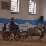 Chovatelská přehlídka přilákala do Zemského hřebčince v Písku stovky lidí