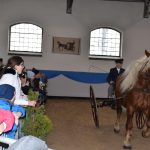 Chovatelská přehlídka přilákala do Zemského hřebčince v Písku stovky lidí