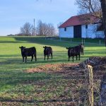 Jaké mají milevští premonstráti hospodářské plány?