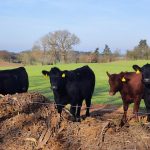 Jaké mají milevští premonstráti hospodářské plány?