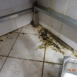 Desítky švábů a špína. Inspekce uzavřela indické bistro v Českých Budějovicích