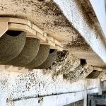Záchranná stanice živočichů Makov zkouší nový model, jak pomoci mladým jiřičkám