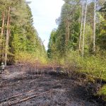 Jihočeský kraj zasáhl silný vítr. Na Jindřichohradecku spadl strom na dráty, způsobil požár lesa