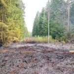 Jihočeský kraj zasáhl silný vítr. Na Jindřichohradecku spadl strom na dráty, způsobil požár lesa