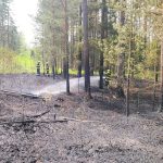 Jihočeský kraj zasáhl silný vítr. Na Jindřichohradecku spadl strom na dráty, způsobil požár lesa