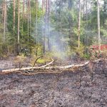 Jihočeský kraj zasáhl silný vítr. Na Jindřichohradecku spadl strom na dráty, způsobil požár lesa