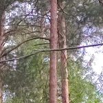 Jihočeský kraj zasáhl silný vítr. Na Jindřichohradecku spadl strom na dráty, způsobil požár lesa