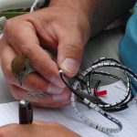 V Soběslavi u Lužnice poslouchali zpěv ptačích obyvatel říční nivy. Došlo i na kroužkování