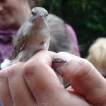 V Soběslavi u Lužnice poslouchali zpěv ptačích obyvatel říční nivy. Došlo i na kroužkování