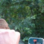 V Soběslavi u Lužnice poslouchali zpěv ptačích obyvatel říční nivy. Došlo i na kroužkování