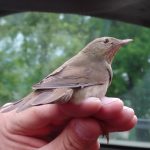 V Soběslavi u Lužnice poslouchali zpěv ptačích obyvatel říční nivy. Došlo i na kroužkování