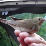 V Soběslavi u Lužnice poslouchali zpěv ptačích obyvatel říční nivy. Došlo i na kroužkování