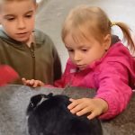 Milevští chovatelé pozvali na dětský den a trh. Najdou se i děti, které vidí slepici poprvé