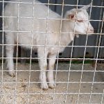 Milevští chovatelé pozvali na dětský den a trh. Najdou se i děti, které vidí slepici poprvé