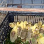 Milevští chovatelé pozvali na dětský den a trh. Najdou se i děti, které vidí slepici poprvé