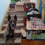 Služební pes Connor vyčenichal 170 tisíc uschovaných cigaret, celníci nalezli i pyrotechniku