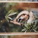 Skutečná hnízda z přírody a fotografie z ptačí říše vystavují ve Smrčkově domě v Soběslavi