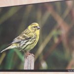 Skutečná hnízda z přírody a fotografie z ptačí říše vystavují ve Smrčkově domě v Soběslavi