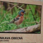 Skutečná hnízda z přírody a fotografie z ptačí říše vystavují ve Smrčkově domě v Soběslavi