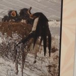 Skutečná hnízda z přírody a fotografie z ptačí říše vystavují ve Smrčkově domě v Soběslavi
