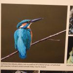 Skutečná hnízda z přírody a fotografie z ptačí říše vystavují ve Smrčkově domě v Soběslavi
