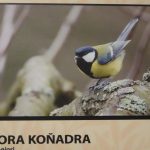 Skutečná hnízda z přírody a fotografie z ptačí říše vystavují ve Smrčkově domě v Soběslavi