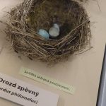 Skutečná hnízda z přírody a fotografie z ptačí říše vystavují ve Smrčkově domě v Soběslavi