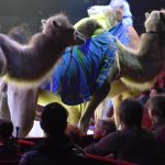 Cirkus Humberto v Táboře DNES NAPOSLED. S ředitelem Hynkem Navrátilem o drezuře zvířat i slovenských medvědech
