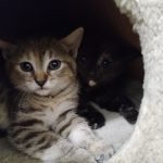 Psí útulek v Českém Krumlově pečuje o zvířata už 20 let. Na oslavu zve všechny lidi s dobrým srdcem