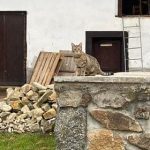 Hledá se mourovatá kočka Lily, zaběhla se v Milevsku. Majitelé nabízí za informace odměnu
