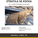 Hledá se mourovatá kočka Lily, zaběhla se v Milevsku. Majitelé nabízí za informace odměnu