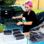 Borůvkobraní: Vítěz soutěže jedlíků posnídal borůvkový jogurt a pak spořádal 23 knedlíků. Večer si dá svíčkovou