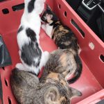 Řidič dodávky pohodil v lese u Zárybničné Lhoty bednu s koťaty a odjel