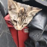 Řidič dodávky pohodil v lese u Zárybničné Lhoty bednu s koťaty a odjel