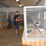 Výstava králíků, holubů a drůbeže přilákala do Milevska i chovatele z dalších krajů