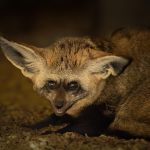 Ze Zoo Na Hrádečku utekli dva psi ušatí. Jsou velmi rychlí, odchyt je komplikovaný