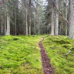 Správa Národního parku Šumava vyřešila turisticky nejnebezpečnější úsek Zlaté stezky. Už nevede po silnici