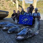 Čeští vědci pomáhají tlumit invazi sumce v Portugalsku. Dosud největší úlovek měl 228 centimetrů a 91,5 kilogramů