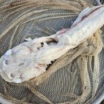 Čeští vědci pomáhají tlumit invazi sumce v Portugalsku. Dosud největší úlovek měl 228 centimetrů a 91,5 kilogramů