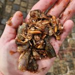 Čeští vědci pomáhají tlumit invazi sumce v Portugalsku. Dosud největší úlovek měl 228 centimetrů a 91,5 kilogramů